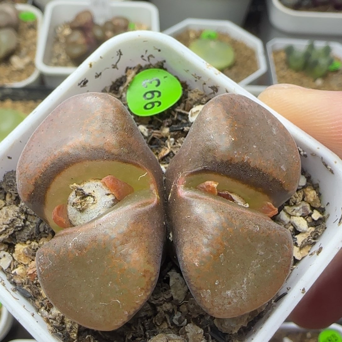 3.2/3.5多肉植物993