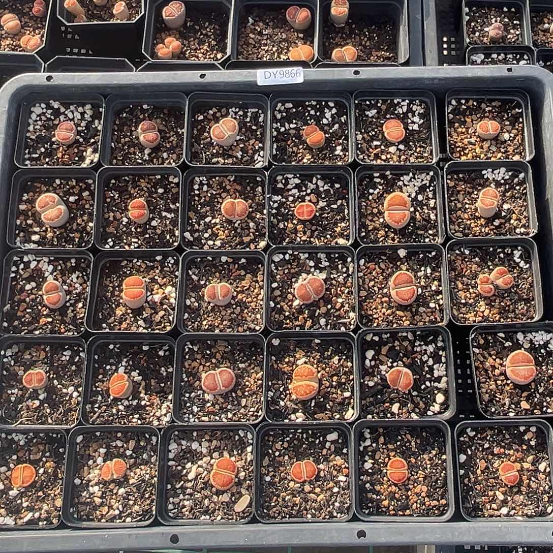 一物一拍菊母本9866红窗菊30颗