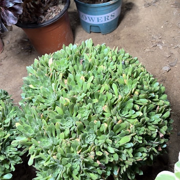 多肉植物冰雨门客18