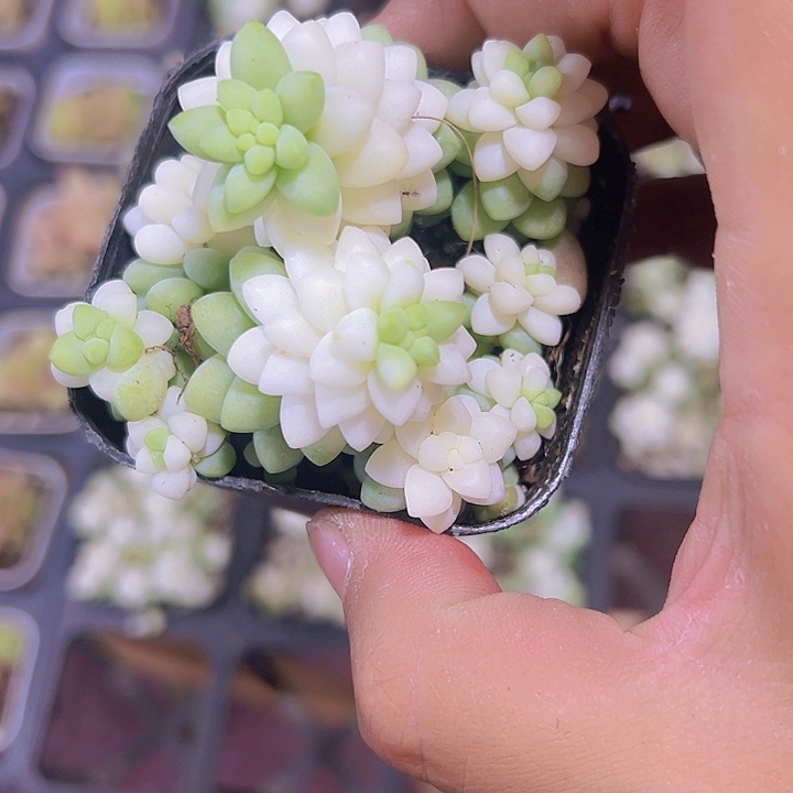 雪花缀化多肉植物大战