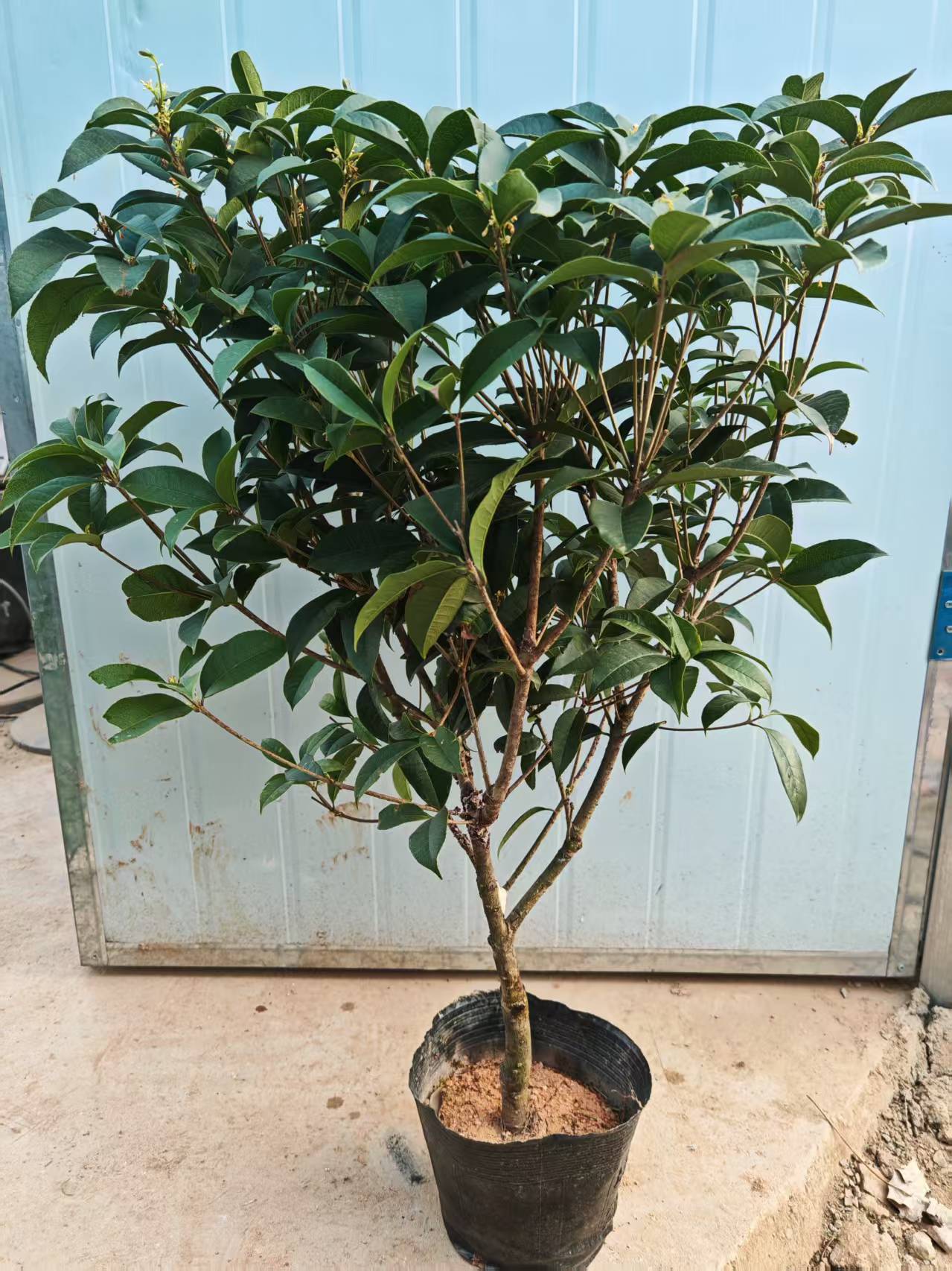 四季桂花大树苗盆栽景开花不断带浓香型苞绿植物花卉室内庭院好养