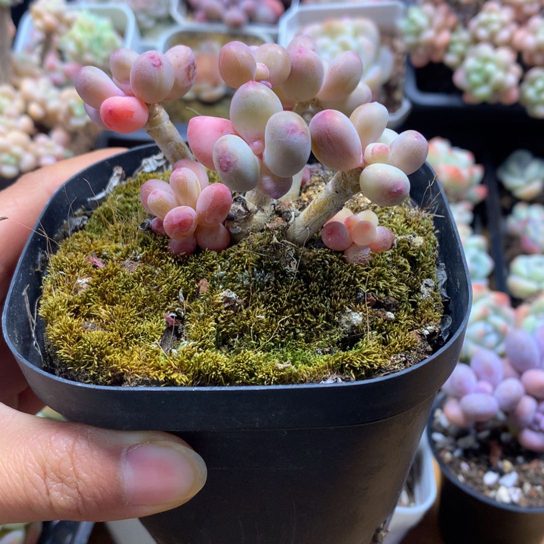 精品苹果奶多肉一物一拍