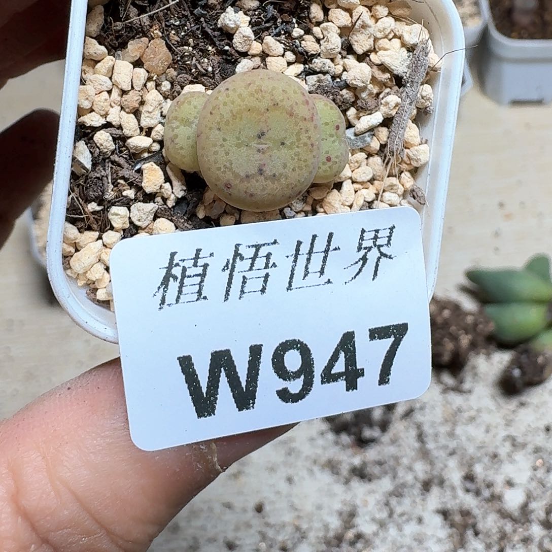 947号多肉植物哇d fh h