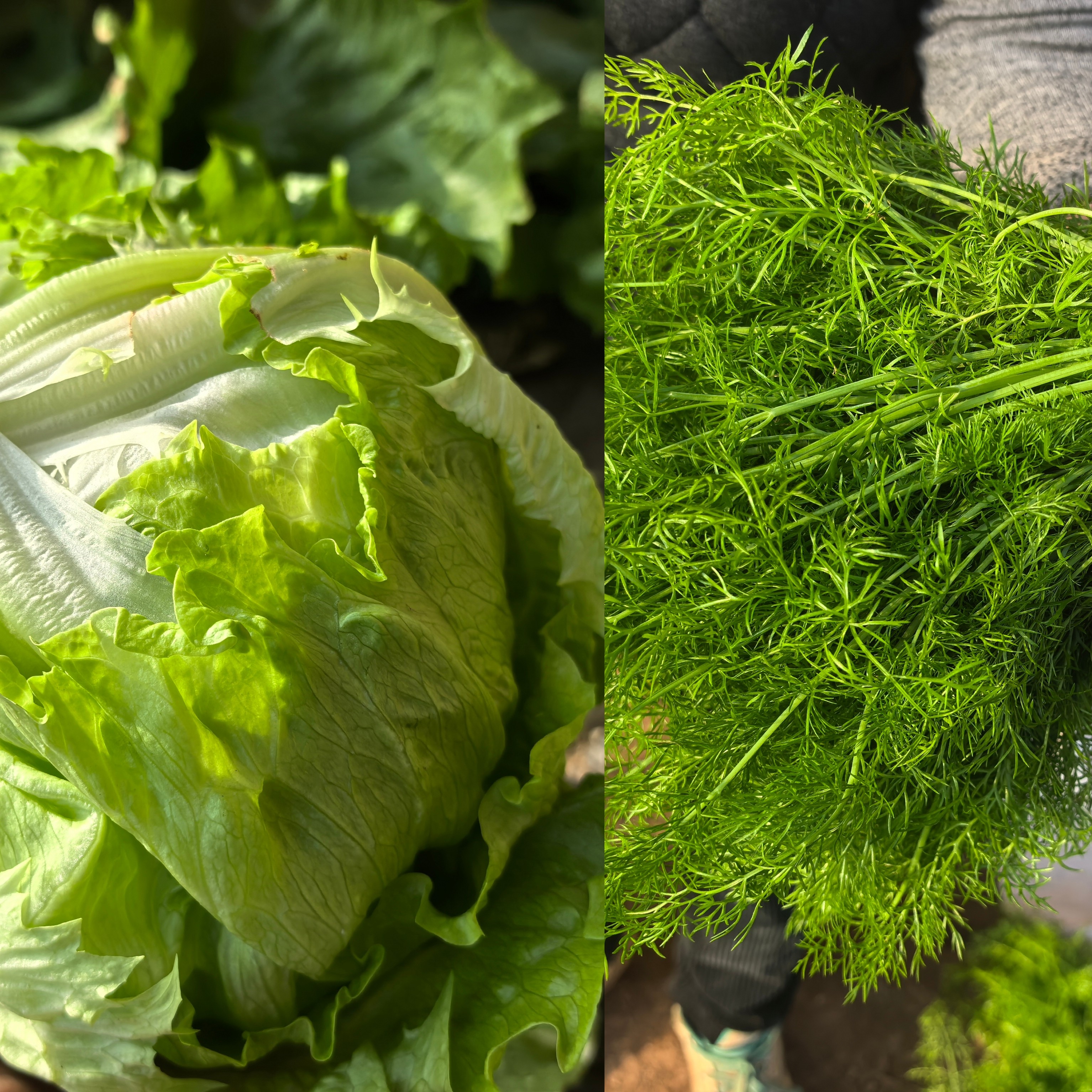 组合1斤茴香1斤生菜