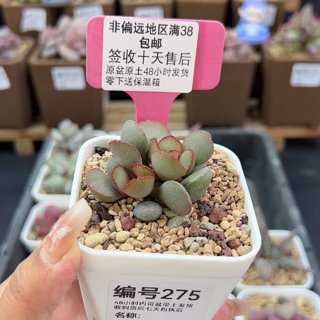 275梦露蛋多肉植物