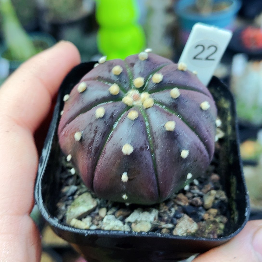 非偏远地区满25包邮仙人球