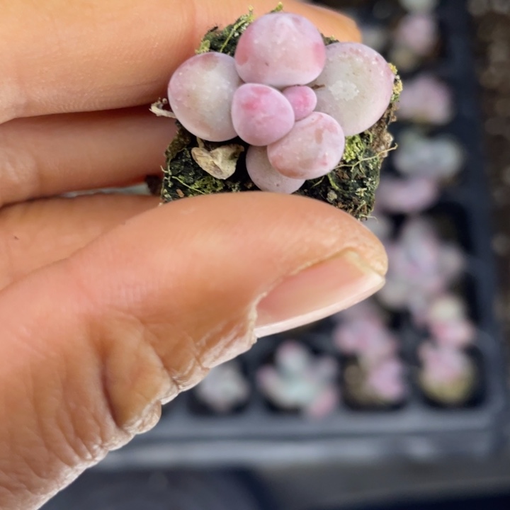 彩虹奶满18包邮发3颗