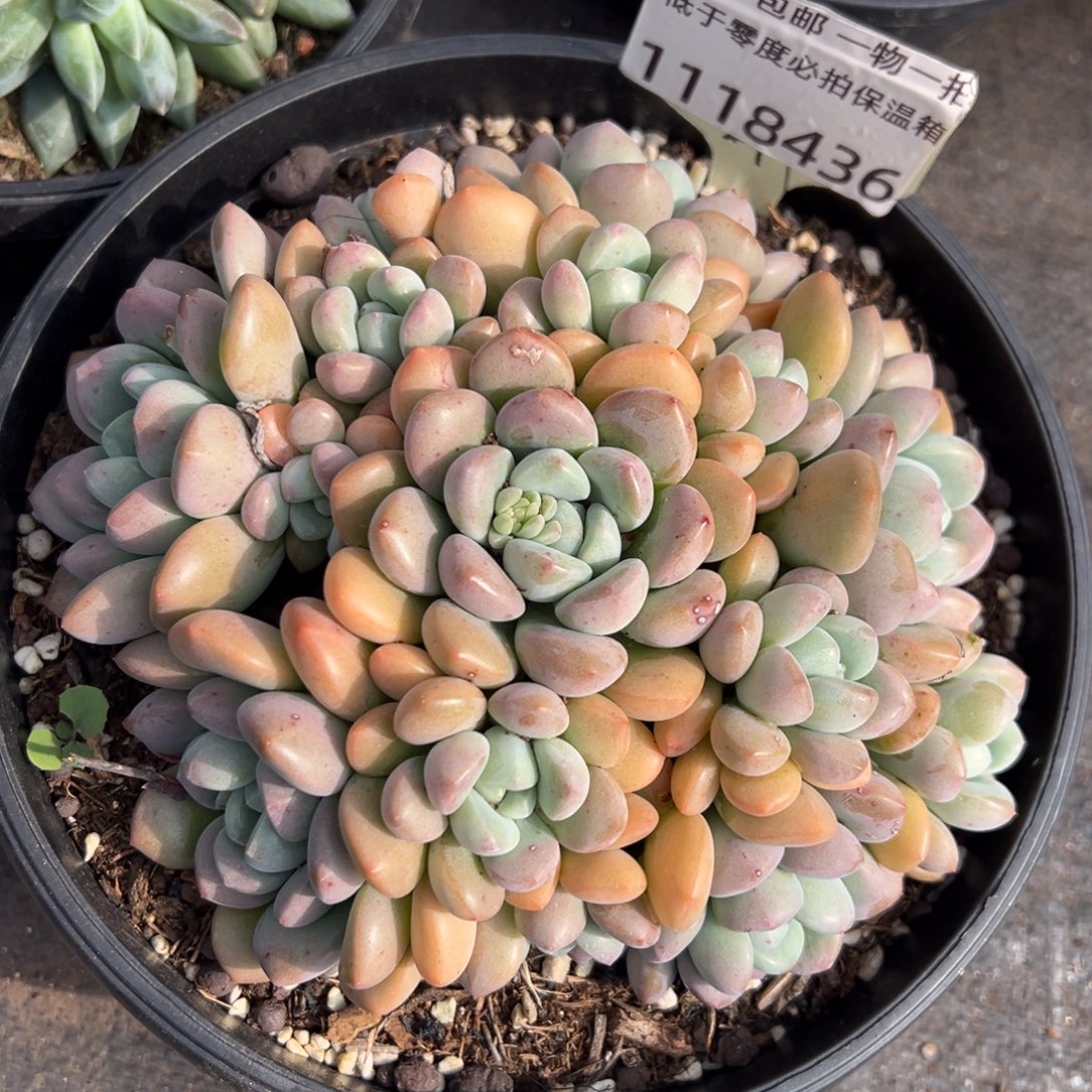 1118436 白鹭群生15头无砍老桩