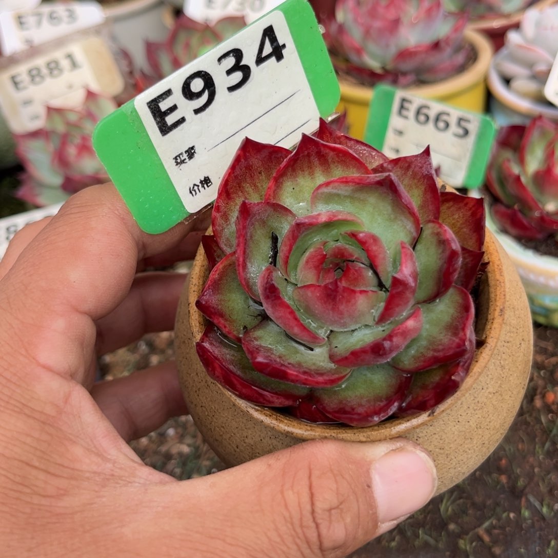 惊鸿一瞥934好多肉