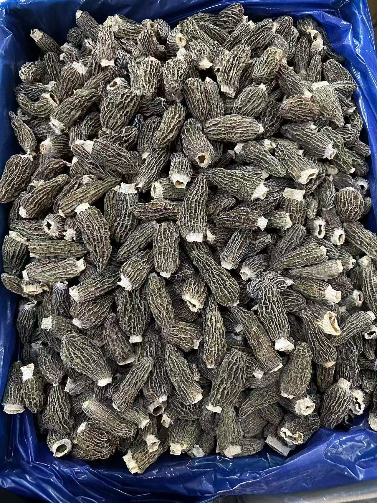 东福无脚大羊肚菌100克