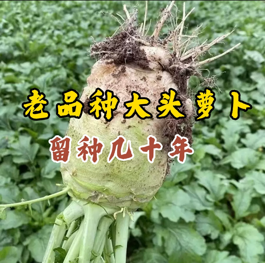 老品种大兜菜萝卜种子200粒 大头萝卜种芥菜疙瘩辣菜 自留种多年 