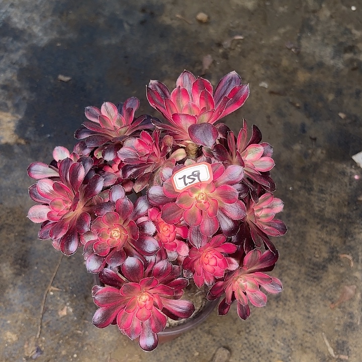 小香朵朵759多肉植物