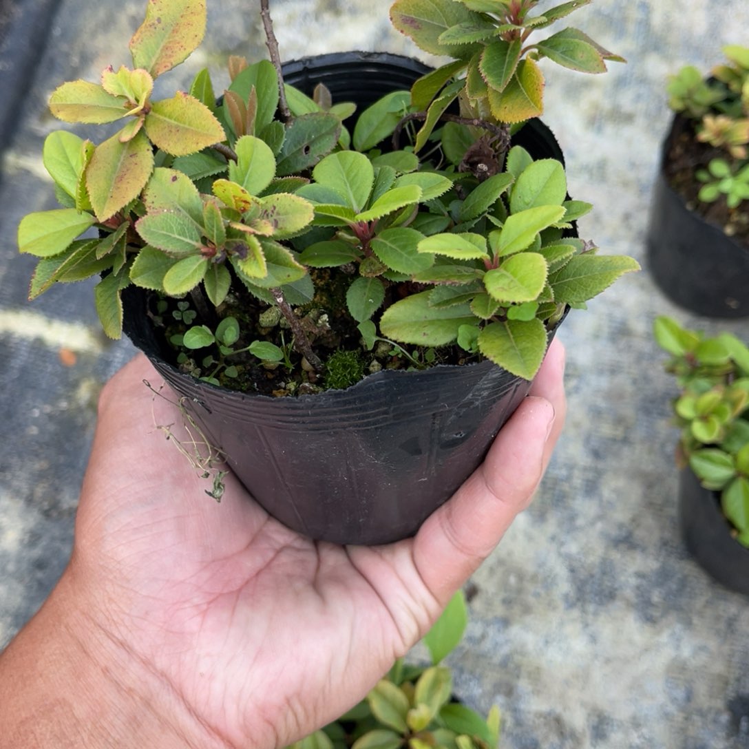 琅***玡完全开放盆栽植物