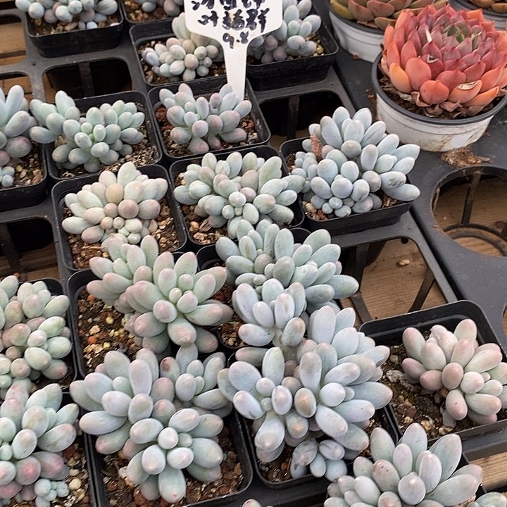 汤圆锦福利多多去拍