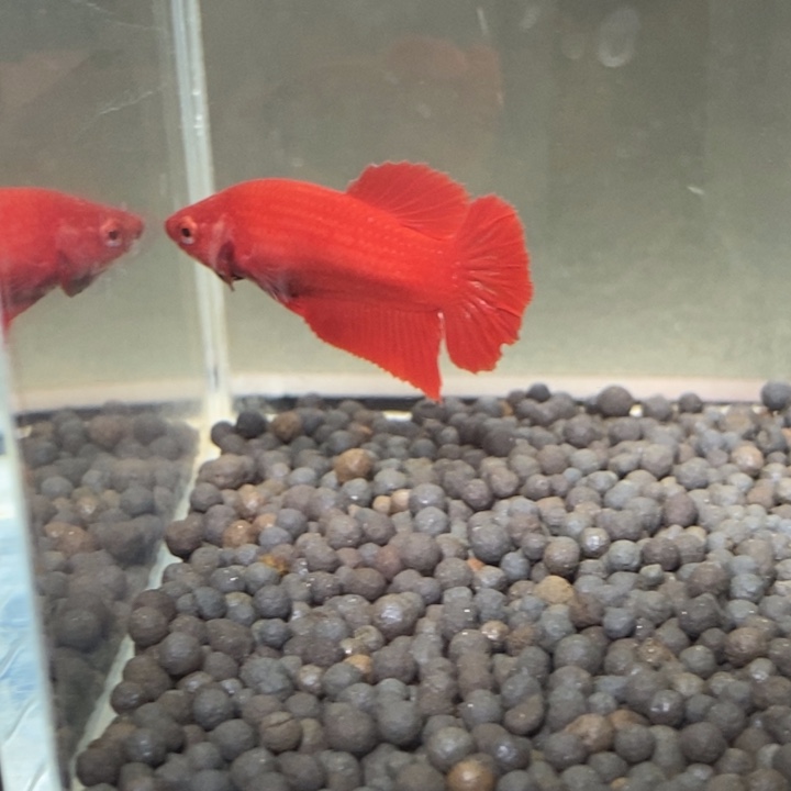 斗鱼泰国斗鱼186号