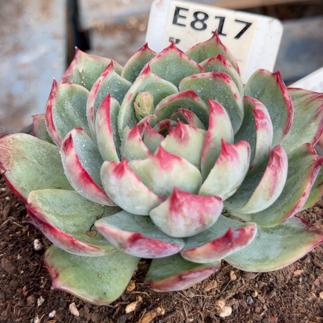 花脸拉丝惊鸿一物一拍包装收缩花旱817