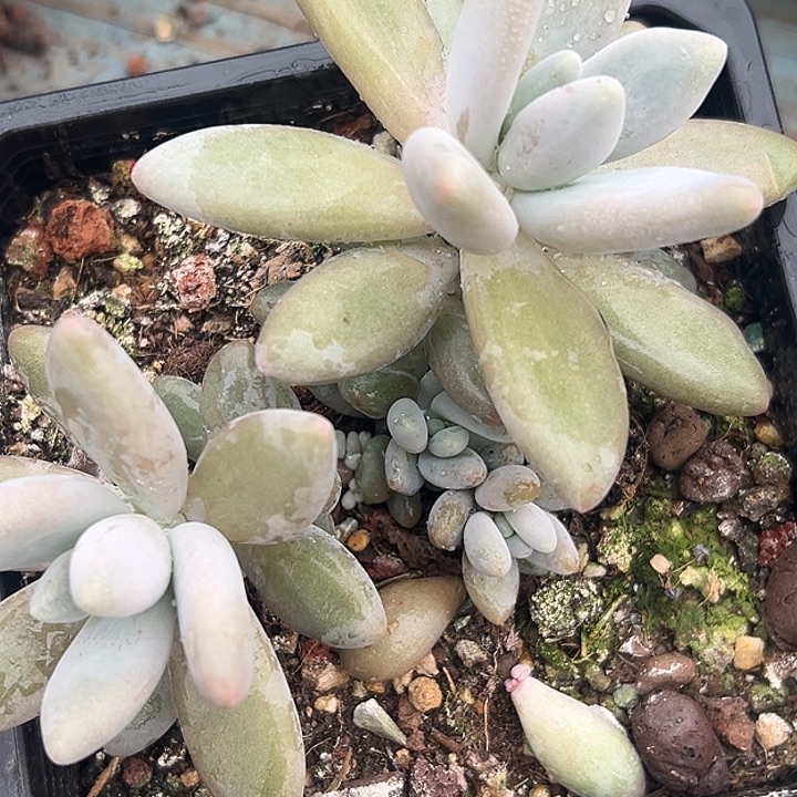 白兰地美人特价多头