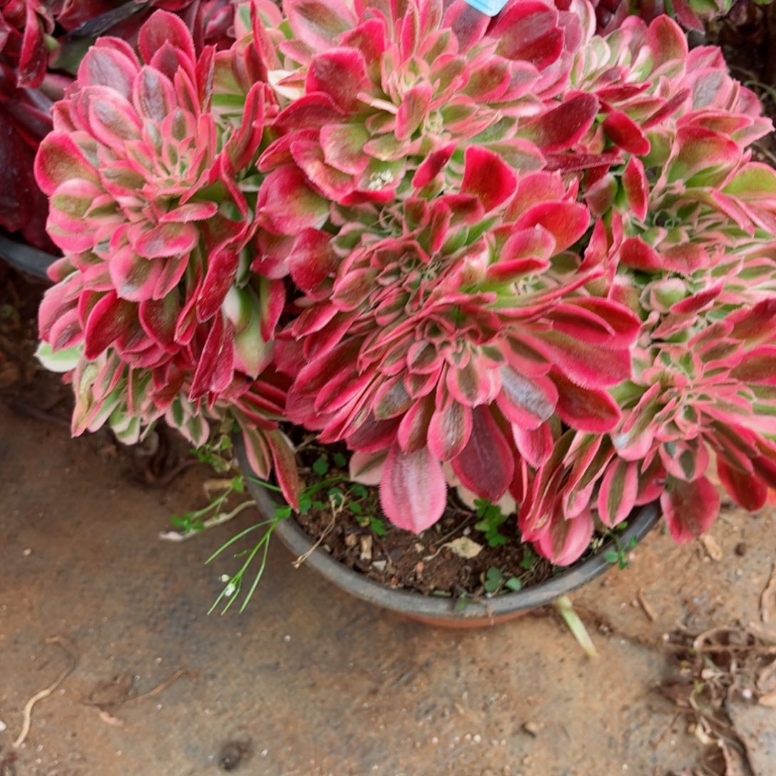 多肉植物358法师