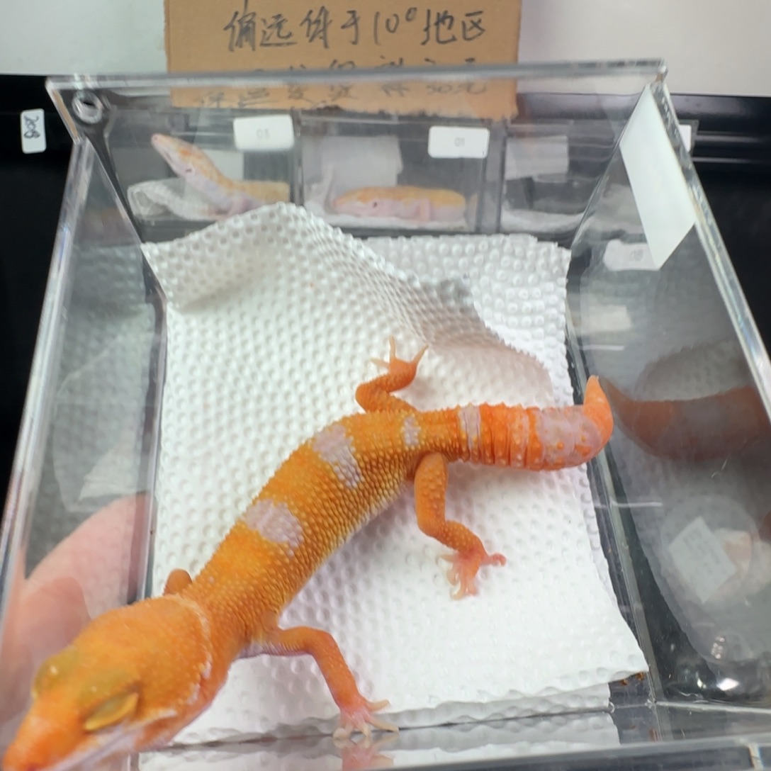 豹纹守宫橘白在生尾弟弟