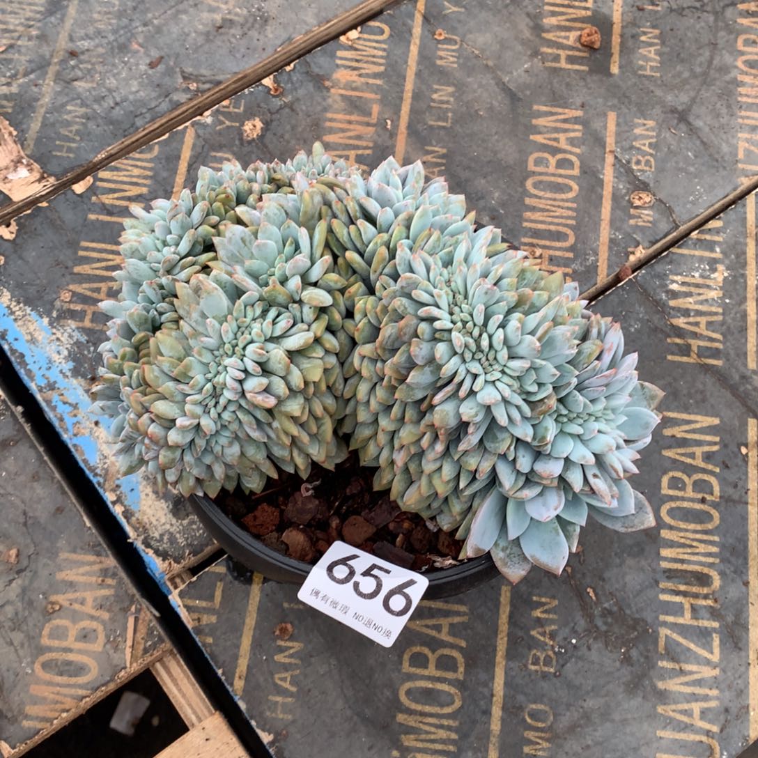 656橙子缀化多肉植物