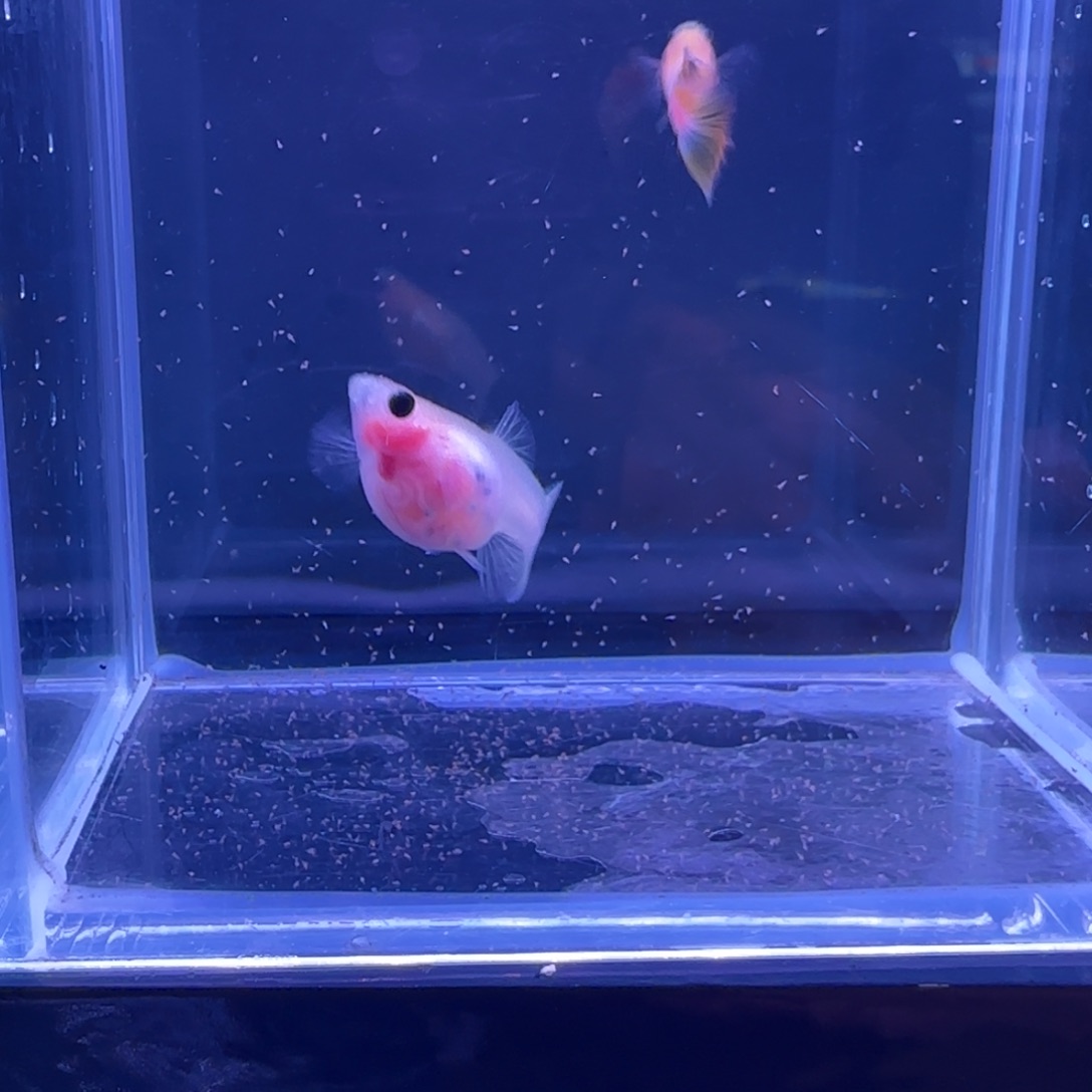 十***下海水幻彩短体带胎111111