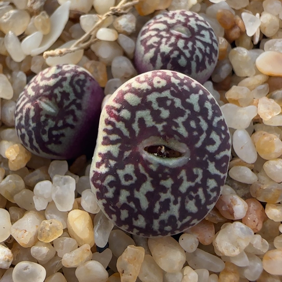 2.9号多肉超墨27号