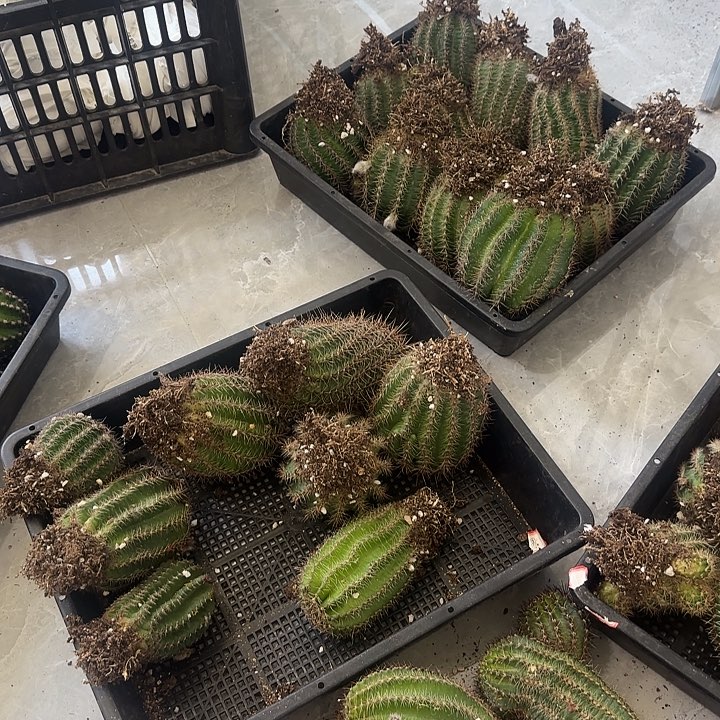 仙人球带根随机发俩加侧芽徒长