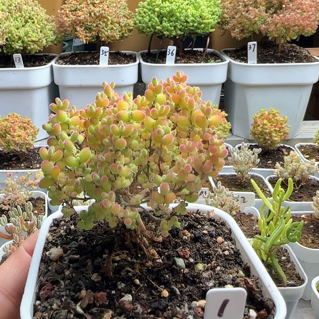 福利出蜜橘糖球。。