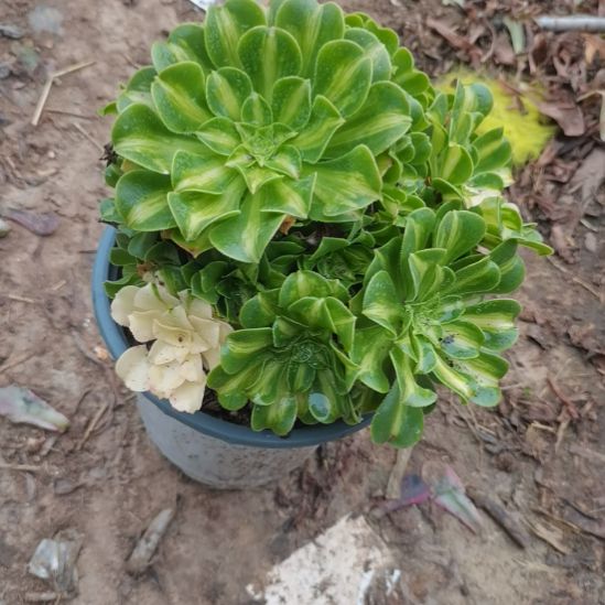 翡翠琉璃法师多肉法师55