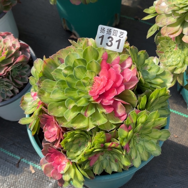 无花朵131多肉法师发货