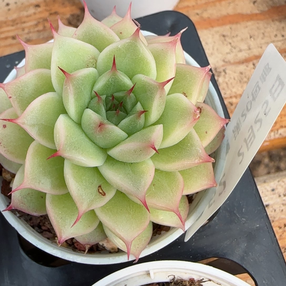 花语逸镜0225-252叶伤