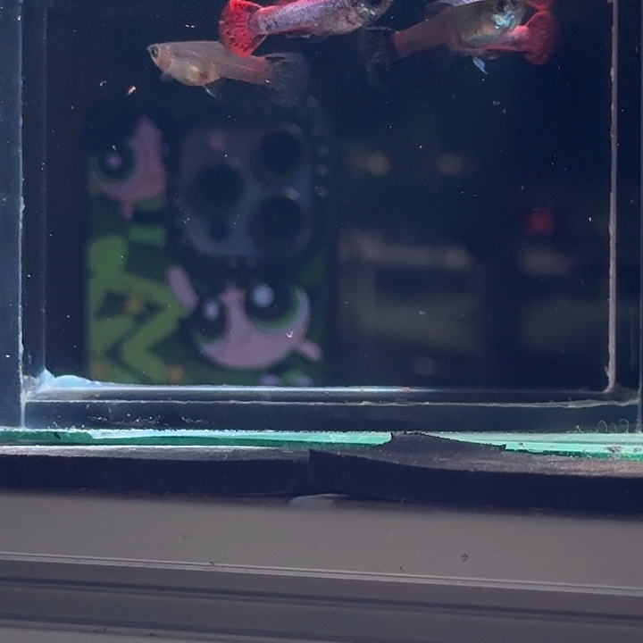 孔雀鱼马晶塔亚成两对