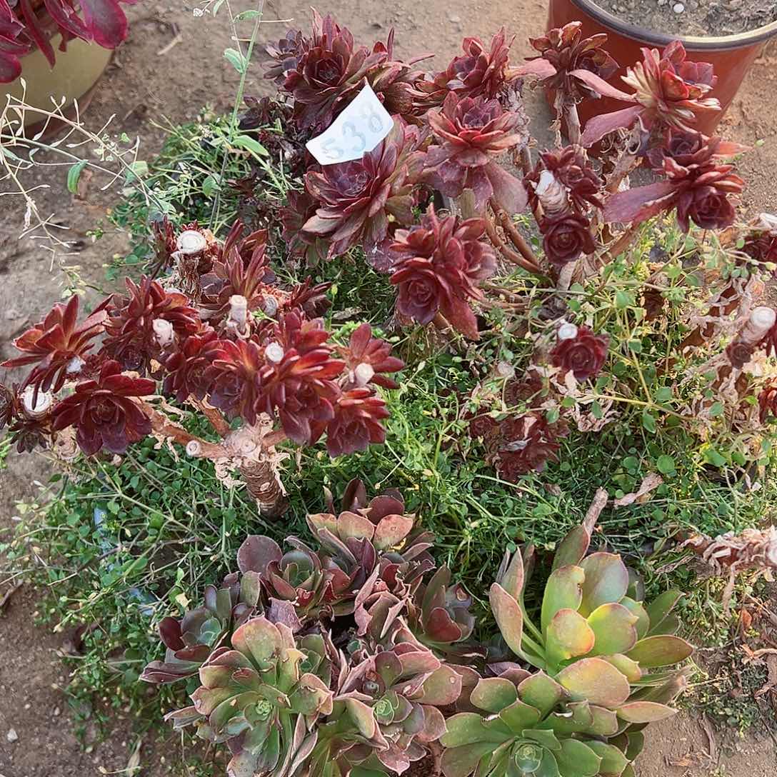 紫砂茶宠一堆不售后538