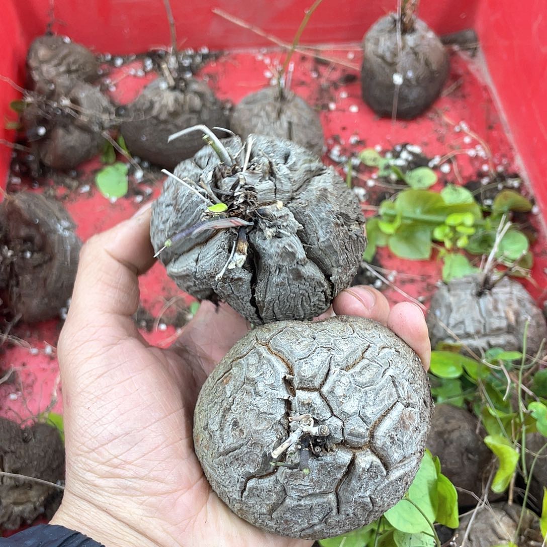 龟甲龙一物一拍1545号2颗