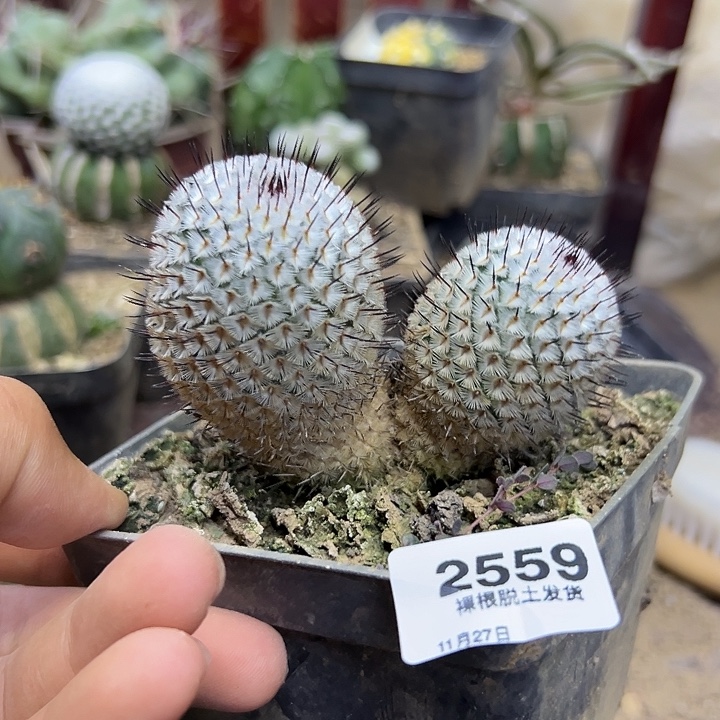 2559号直刺佩蕾^_^^_^^_^