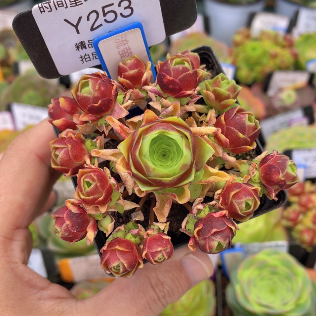 流萤之舞多肉福利253一物一拍