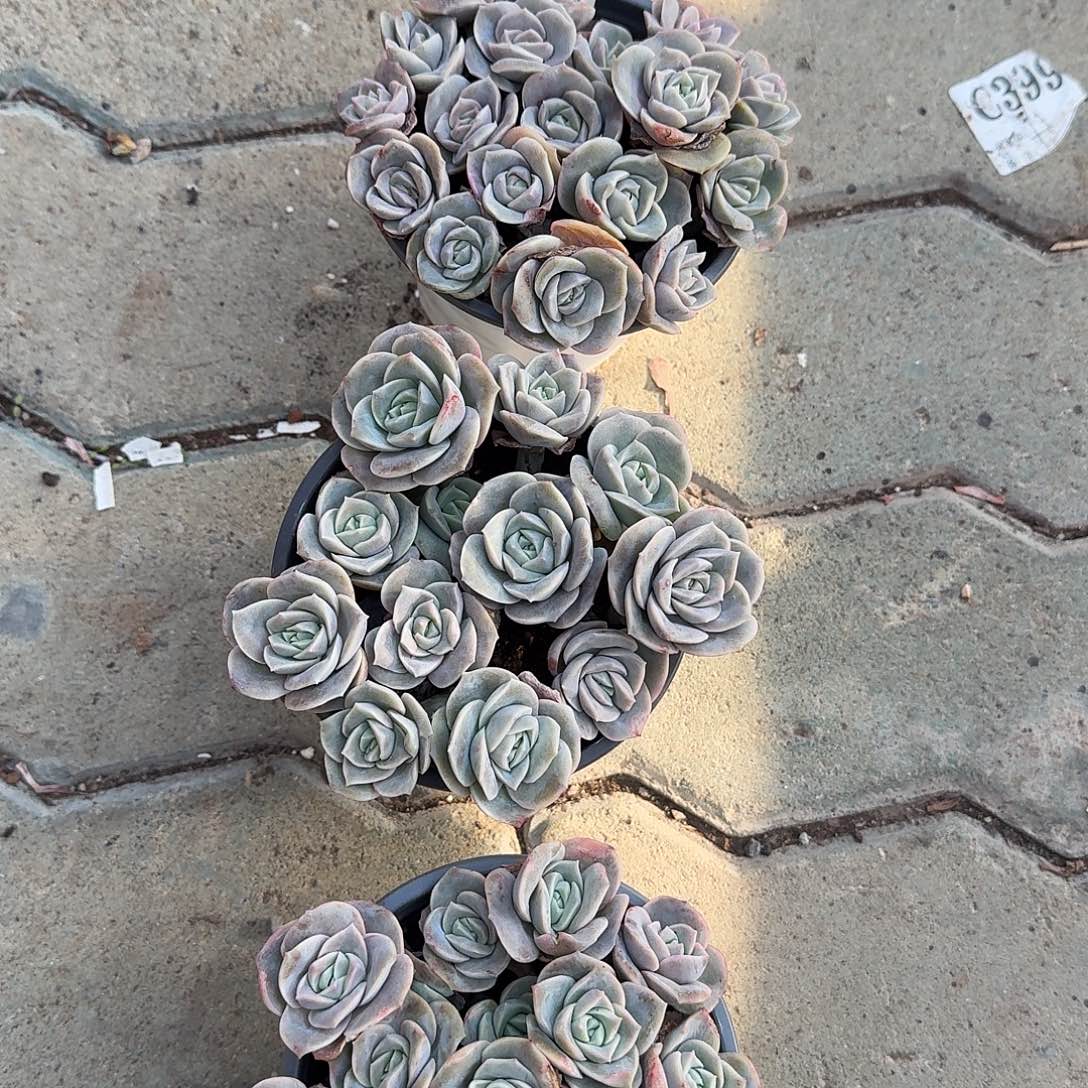 可爱玫瑰多肉植物净切