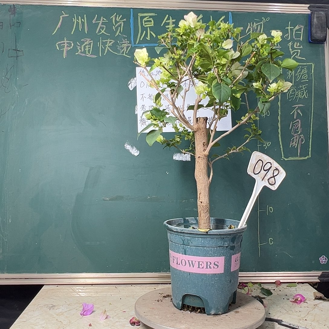 完全开放  福利 65cm 绿樱 棒棒糖  098