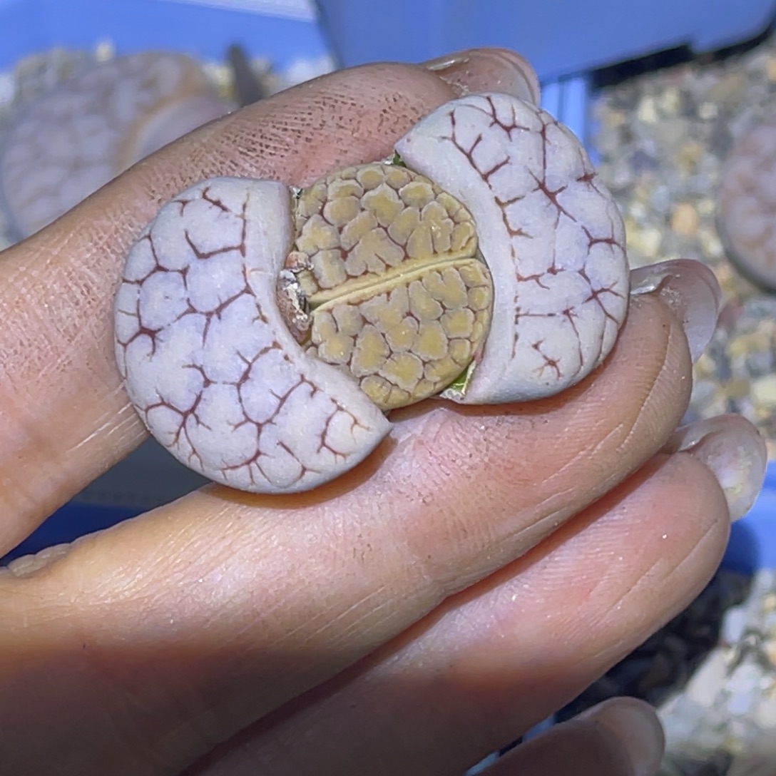 用***59109脑纹189一颗 