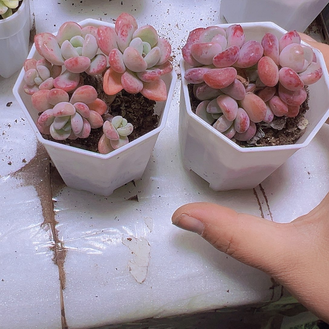 老桩白鹭群19包邮
