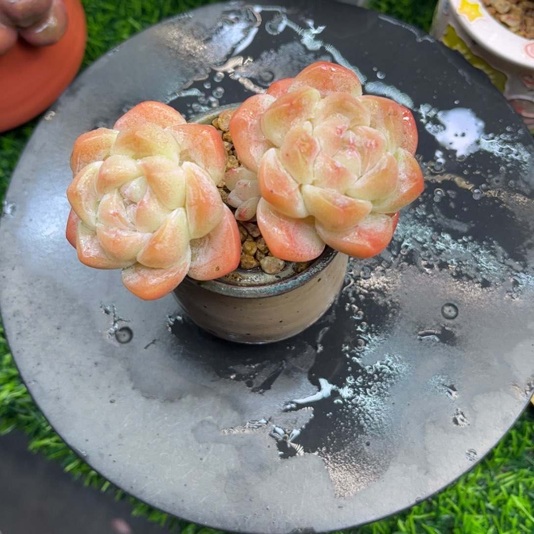 奶油冰玉老桩10冠幅……