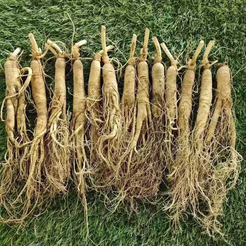 长白山新鲜人参 单支30克左右 煲汤泡水泡酒滋补鲜参