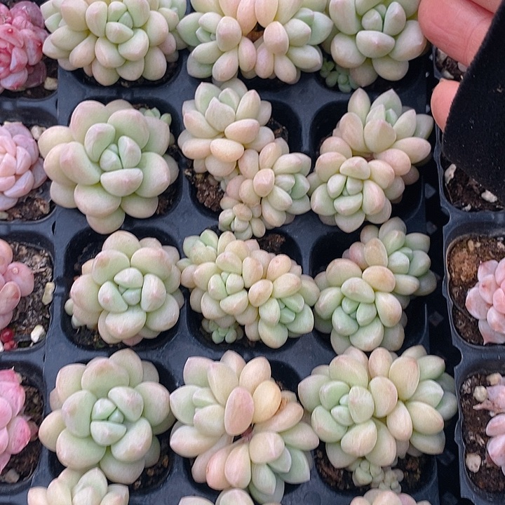 222 多肉植物盆栽花卉植物