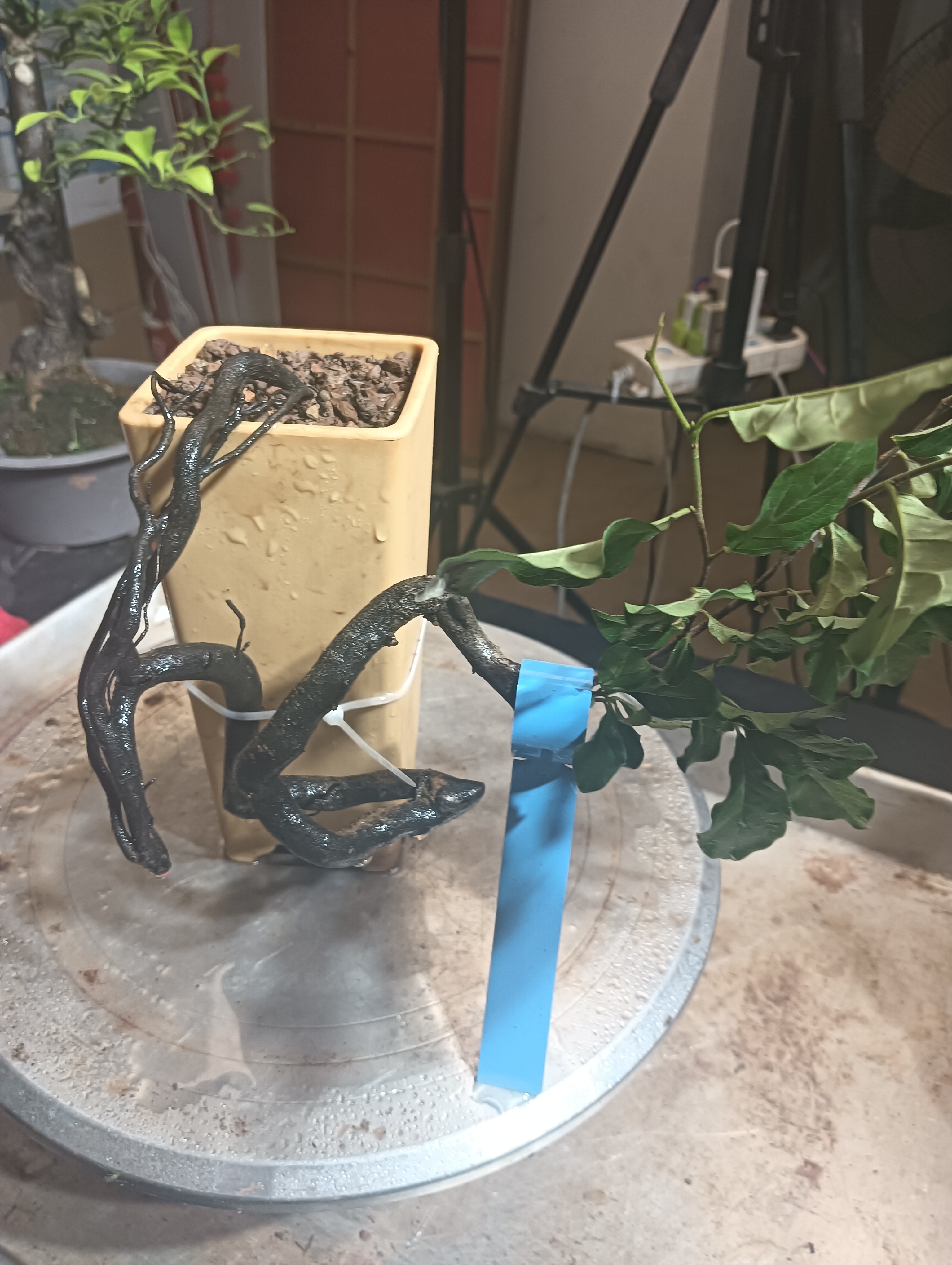 老鸦柿品种素材，衡阳小山种灌木老鸦柿品种