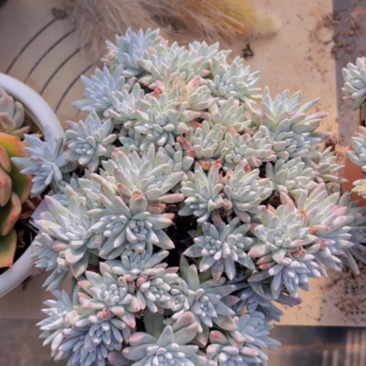 【闪购商品】白菊1041