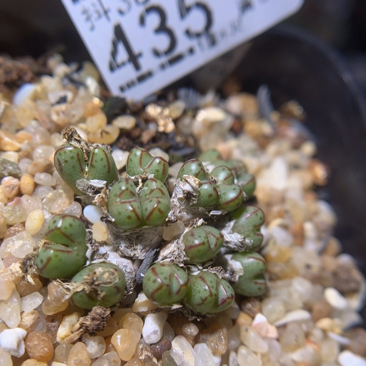 精品生石花38.435