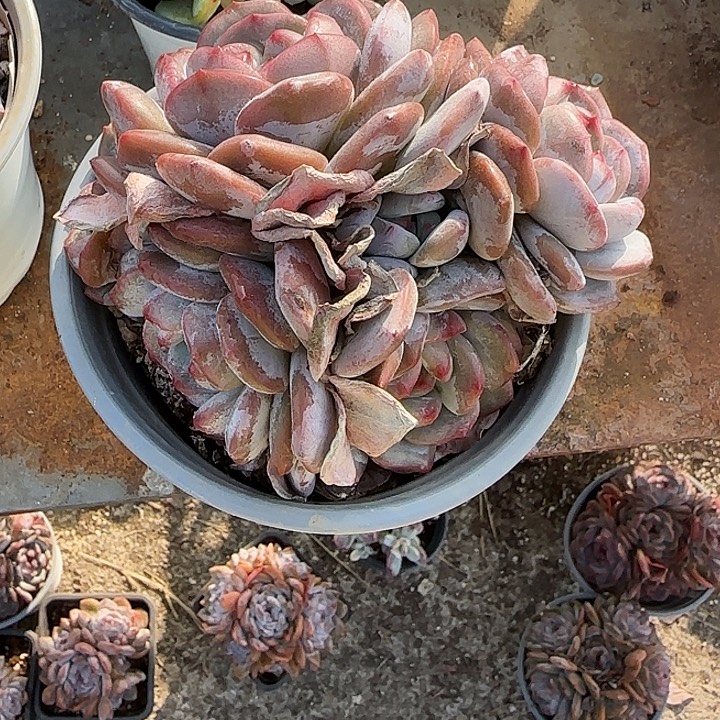 花***开青蛙王子儿童牙膏套装11