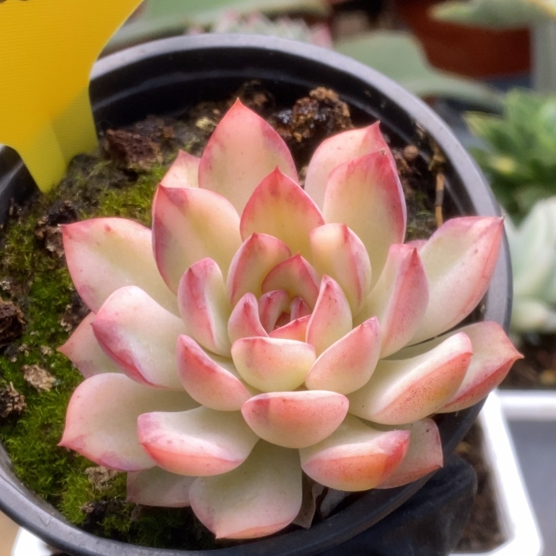 ⭐***·513雨燕座锦锦锦锦锦锦