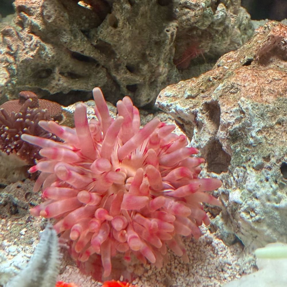 海缸低温养格氏丽花海葵粉海葵 观赏海水生物皮实  无需蓝光