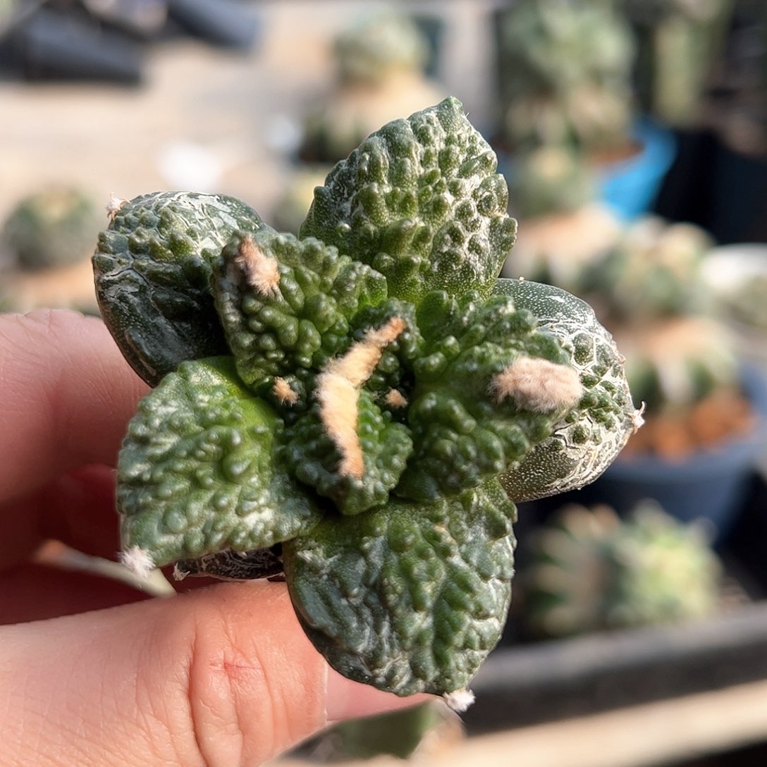 014哥斯拉新年快乐mm